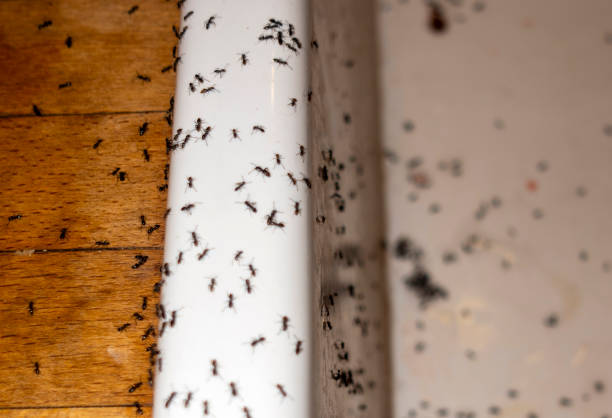 Flea Control Services in El Portal, FL
