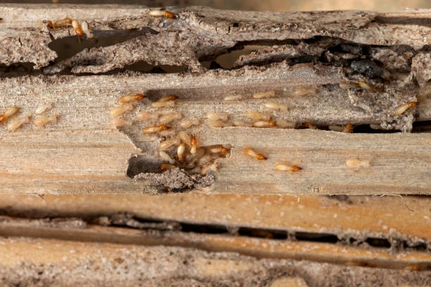 Best Flea Control Services  in El Portal, FL